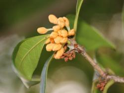 251101 kinnmokusei no hana ga sakisou (2 kaime) s-IMG_1891 copy.jpg