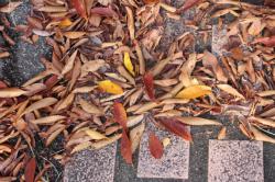 251102 keyaki no ochiba s-IMG_1994.jpg