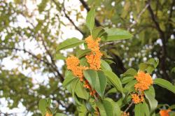 251106 kinmokusei (betsu no kotai ) no hana ga saiteiru (2kaime mannkai) s-IMG_2778.jpg