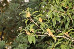 251106 kinmokusei no hana (2kaime mannkai) s-IMG_2792.jpg