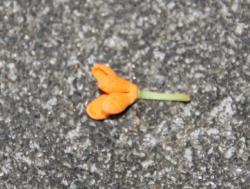 251106 kinmokusei no hana ga ochihajimeta (2kaime mannkai) s-IMG_2803 copy.jpg