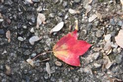 251107 toukaede no akaiha to yokuka s-IMG_3209.jpg