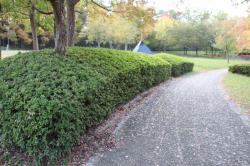 251107 toukaede no chikaku no michi s-IMG_3193.jpg