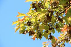 251107 toukaede no edasaki s-IMG_3148.jpg