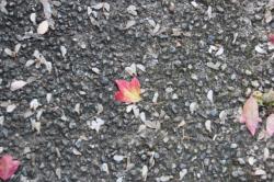 251107 toukaede no yokuka to akai ha s-IMG_3197.jpg