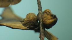 s-251128 keyaki no kajitu ( kotori no kao ) IMGP0081.jpg