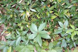 251213 arakashi  ga okamezasa no uekomi kara deteiru s-IMG_9451.jpg