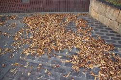 251121 keyaki no ochiba  s-IMG_5719.jpg