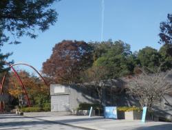 251123 keyaki no ki s-IMGP0069 copy.jpg