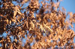 251130 keyaki no edasaki s-IMG_6833.jpg