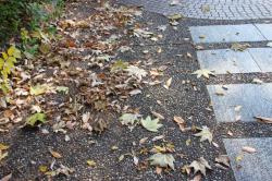 251202 harigiri no kiiroi ochiba s-IMG_7149.jpg