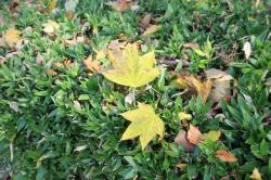 251202 harigiri no kouyou  s-IMG_7146.jpg