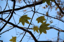 251202 harigiri no kouyou  s-IMG_7147.jpg