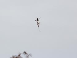 251203 keyaki no  hatsuki koeda (tate)  s-IMG_7370 copy.jpg