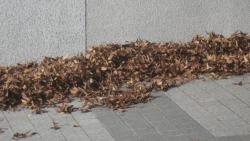 251204 atumerareta ochiba (kekaki no ochiba wo fukumu) s-IMGP0066.jpg