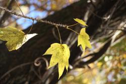 251204 haraigiri s-IMG_7910.jpg