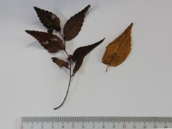 251204 keyaki no ochiba (dry) s-IMG_7856 copy.jpg