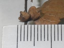 251205 keyaki no kajitsu s-IMGP0103 copy.jpg