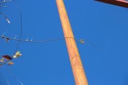 251206  fuji no tsuru ga nobitairu  (4kai iriguchi chikaku) s-IMG_7980.jpg