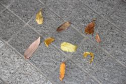 251206 4kai iriguchi mae no ochiba s-IMG_8034.jpg