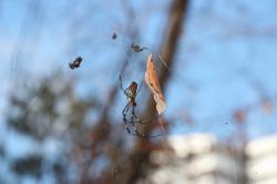 251206 jyorougumo to konara no kareha s-IMG_8242.jpg