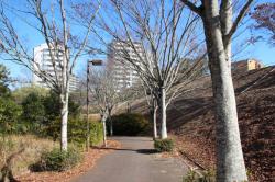 251206 keyaki no namiki michi s-IMG_8303.jpg