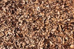 251206 keyaki no ochiba s-IMG_8305.jpg