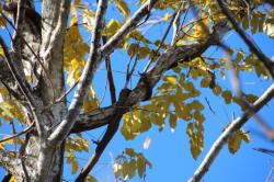 251206 konara no eda ni fuji no tsuru ga karamu  (4kai iriguchi chikaku) s-IMG_7984.jpg