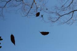 251206 konara no ha to jyorougumo s-IMG_8193.jpg