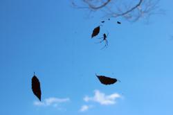 251206 konara no ha to jyorougumo s-IMG_8203.jpg