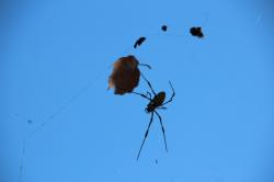 251206 konara no ha to jyorougumo s-IMG_8210.jpg