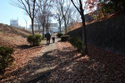 251206 konara no ochiba ga medatu keyaki namiki no ryokudou s-IMG_8163.jpg