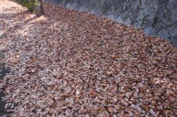 251206 konara no ochiba s-IMG_8173.jpg