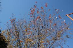 251206 konara to fuji   (4kai iriguchi chikaku) s-IMG_8022.jpg