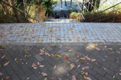 251206 konara to fuji no ochiba  (4kai iriguchi chikaku) s-IMG_7991.jpg