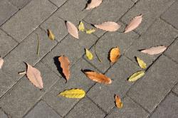 251206 konara to fuji no ochiba  (4kai iriguchi chikaku) s-IMG_7995.jpg