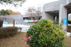 251207 kanntsubaki no hana ga saiteiru s-IMG_8367.jpg