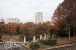 251207 konara no orennji yo s-IMG_8343.jpg