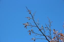 251213 bodaijyu no eda ni kajitsu s-IMG_9383.jpg