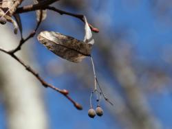 251213 bodaijyu no kajitsu s-IMG_9264 copy.jpg
