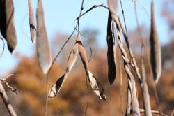 251213 fuji no kajitsu ga 2tsu ni warettta s-IMG_9298.jpg