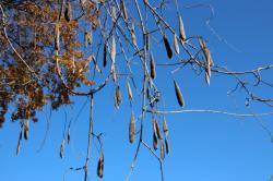 251213 fuji no kajitsu s-IMG_9314.jpg