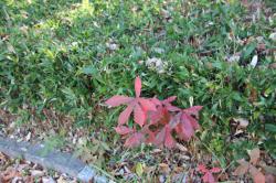 251213 konara ga okamezasa no uekomi kara deteiru s-IMG_9433.jpg