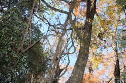 251213 konara no miki to fujino tsuru s-IMG_9346.jpg