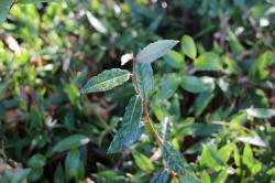 251213 nawashirogumi  ga okamezasa no uekomi kara deteiru s-IMG_9445.jpg