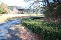 251213 okamezasa no uekomi ga  shibafuhiroba no ryokudouzoi s-IMG_9475.jpg