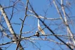 251213 oobabodaijyu no kajitsu s-IMG_9253.jpg