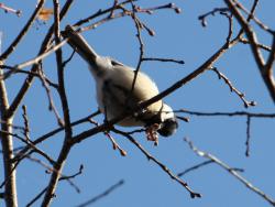 251213 sijyuukara ga bodaijyu no eda ni iru s-IMG_9073 copy.jpg