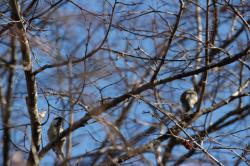 251213 sijyuukara ga bodaijyu no eda ni iru s-IMG_9105.jpg