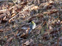 251213 sijyuukara ga jimenn ni iru s-IMG_9225 copy.jpg